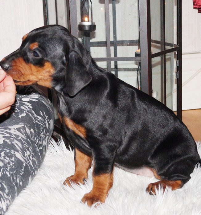 Pinscher * Xélanc Beauty Bess 6 veckor